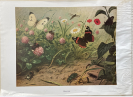 oude schoolplaat natuur