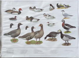 oude schoolplaat vogels