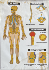oude schoolplaat anatomie