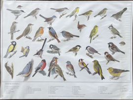 oude schoolplaat vogels