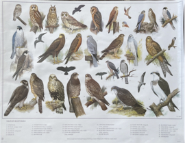 schoolplaat vogels