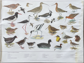 oude schoolplaat vogels