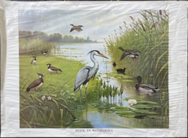 oude schoolplaat natuur