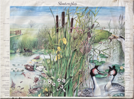 schoolplaat natuur