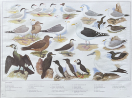 schoolplaat vogels