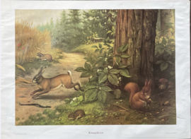 oude schoolplaat natuur