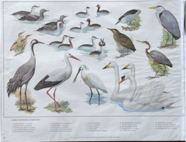 oude schoolplaat vogels