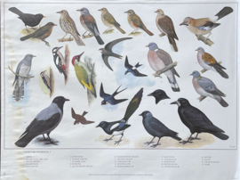 oude schoolplaat vogels