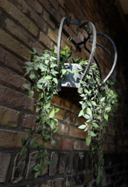 planten hanger