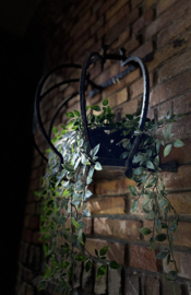 planten hanger