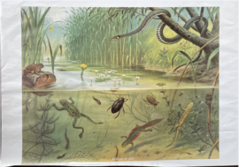 schoolplaat natuur