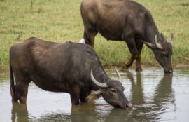 F-DEI15 Water Buffel drinken.