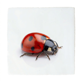 DIEREN TEGELTJE LIEVEHEERSBEESTJE