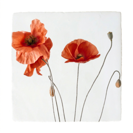 BLOEMEN TEGELTJE KLAPROOSJES