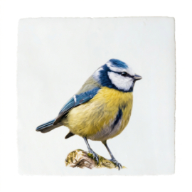 VOGELTEGELTJE PIMPELMEESJE