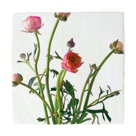 BLOEMEN TEGELTJE RANONKELS