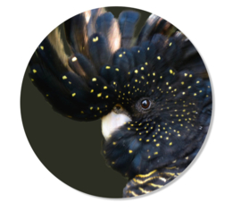 Muurcirkel Vogel L