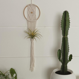 Airplant Hanger(s) €26,50 pp / €32 pp