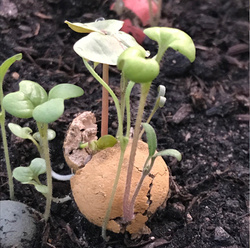 Blossombs gift egg carton (with 6 seed bombs)