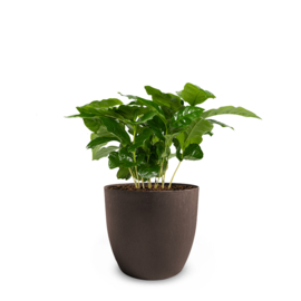 Coffee based - Plant pot