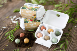Blossombs gift egg carton (with 6 seed bombs)