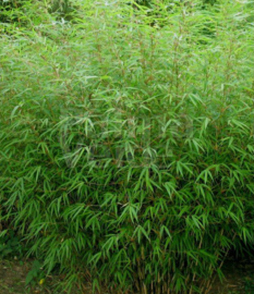 Bamboe