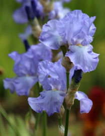 Iris Blauw