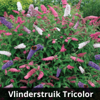 Vlinderstruik Tricolor