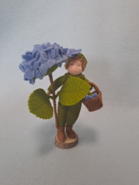 Hortensia kindje blauw.