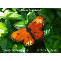 De grote Vuurvlinder