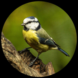 Paperweight glas (meerdere soorten vogels)