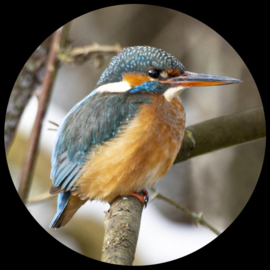 Paperweight glas (meerdere soorten vogels)