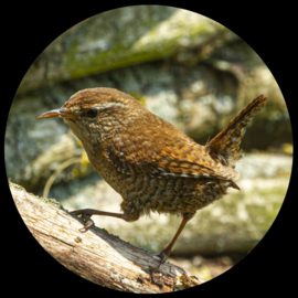 Paperweight glas (meerdere soorten vogels)