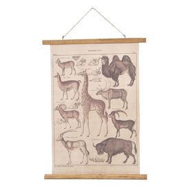 Wandkaart dieren A. 55x70