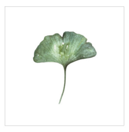 Cadeaukaartje - Ginkgo Biloba (6 stuks)