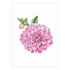 Kaart A6 - Dahlia (6 stuks)