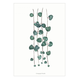 Planten poster - Ceropegia Woodii