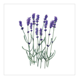 Cadeaukaartje - Lavendel (6 stuks)