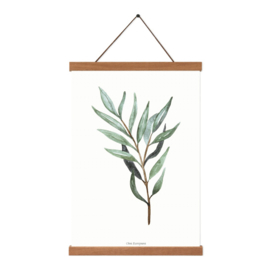 Planten poster - Olea Europaea