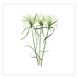 Cadeaukaartje - Cyperus Papyrus (6 stuks)