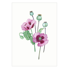 Kaart A6 - Papaver (6 stuks)