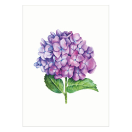 Kaart A6 - Hortensia (6 stuks)