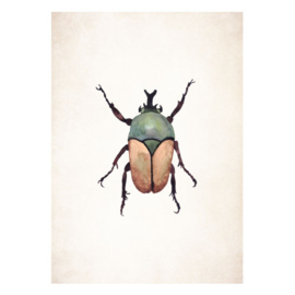 Poster A5 - Beetle Brown
