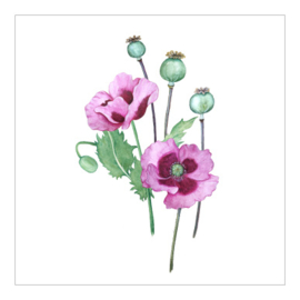 Cadeaukaartje - Papaver (6 stuks)