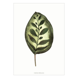 Kaart A6 - Calathea Makoyana (6 stuks)