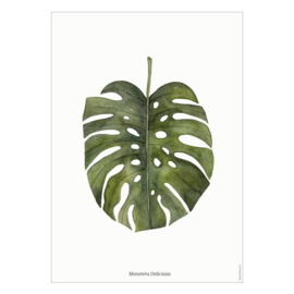 Planten poster - Monstera Deliciosa