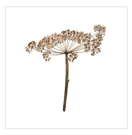 Cadeaukaartje - Heracleum (6 stuks)