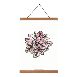 Planten poster - Hypoestes Phyllostachya