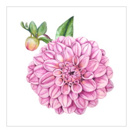 Cadeaukaartje - Dahlia (6 stuks)