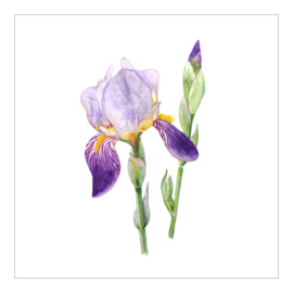 Cadeaukaartje - Iris (6 stuks)